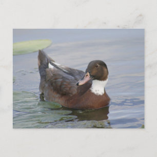Carte postale photo Mallard Duck