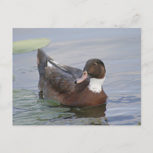 Carte postale photo Mallard Duck (Devant)