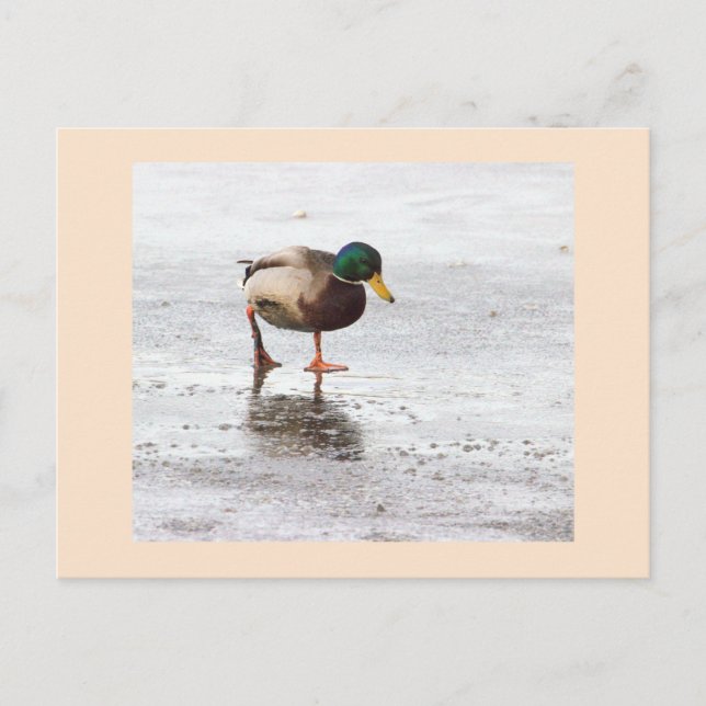 Carte postale photo Mallard Duck (Devant)