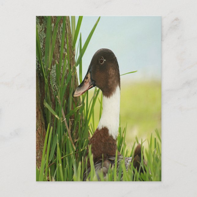 Carte Postale Photo Mallard Duck (Devant)