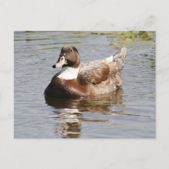 Carte postale photo Mallard Duck (Devant)