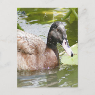 Carte postale photo Mallard Duck