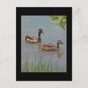 Carte Postale Photo Mallard Ducks