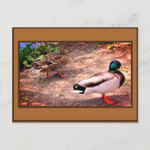 Carte Postale Photo Mallard Ducks