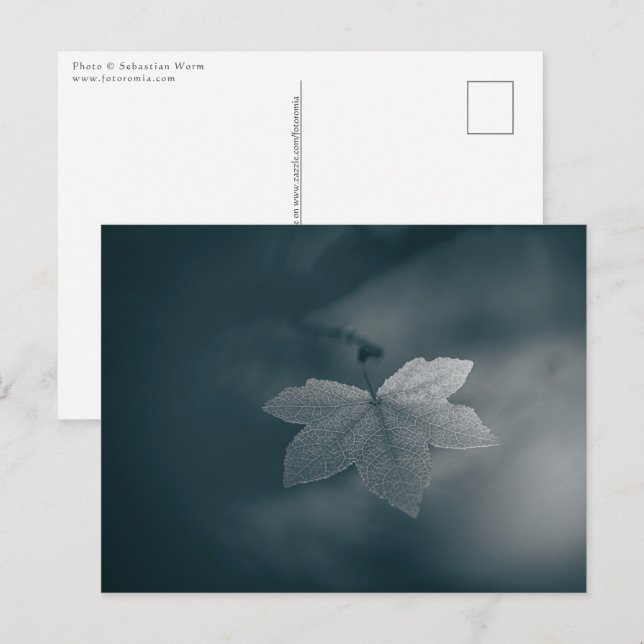 Carte Postale Photo Maple Leaf Nature (Devant / Derrière)