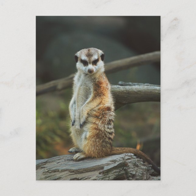 Carte Postale Photo Meerkat (Devant)