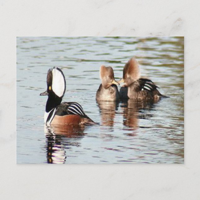 Carte postale photo Merganser Ducks à capuchon (Devant)