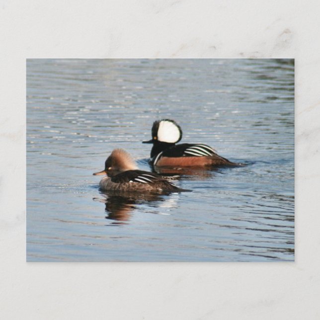 Carte postale photo Merganser Ducks à capuchon (Devant)
