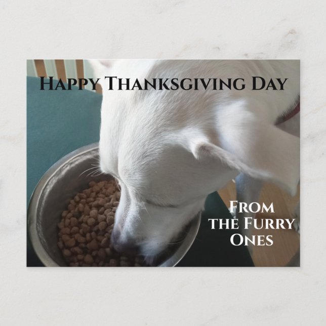 Carte Postale Photo mignonne de chien affamé qui ne peut pas att (Devant)