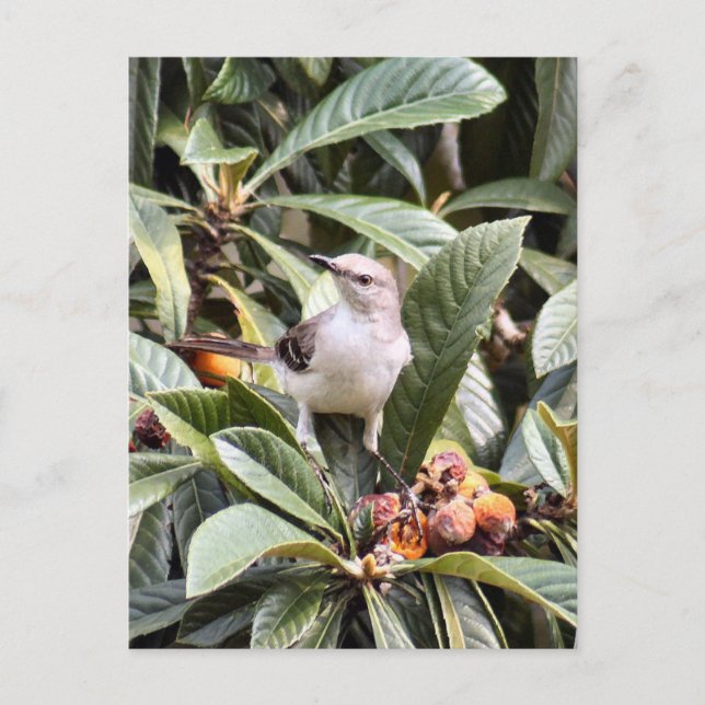 Carte postale Photo Mockingbird (Devant)