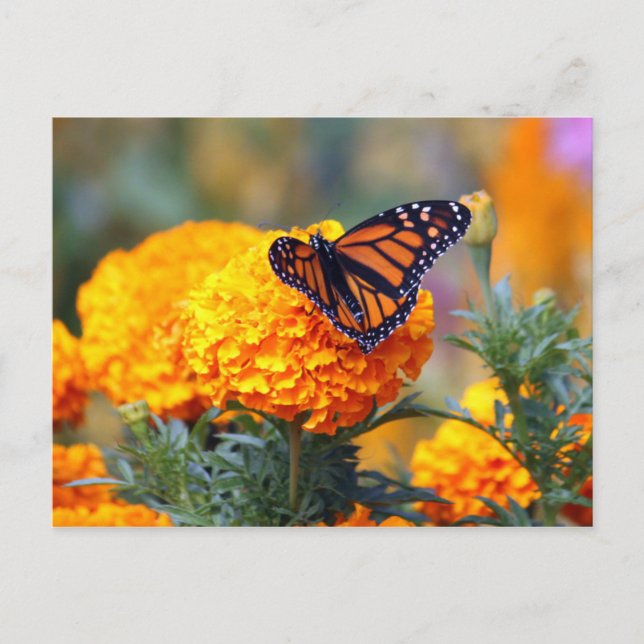 Carte Postale Photo Monarch Butterfly Marigold (Devant)