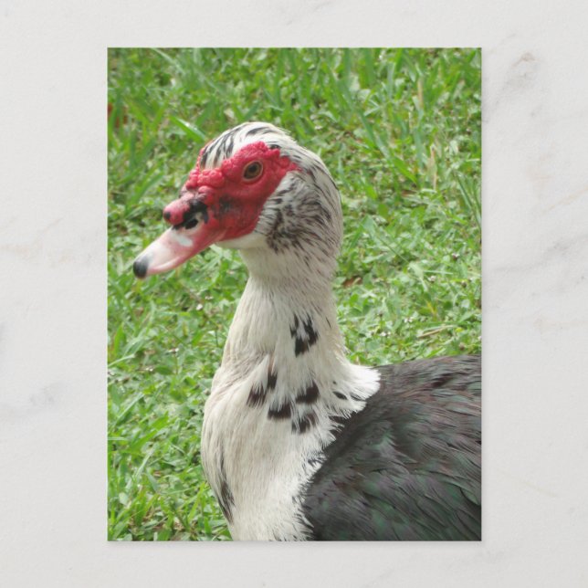Carte Postale Photo Muscovy Duck (Devant)