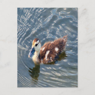 Carte Postale Photo Muscovy Duckling