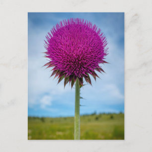 Carte postale Photo Musk Thistle