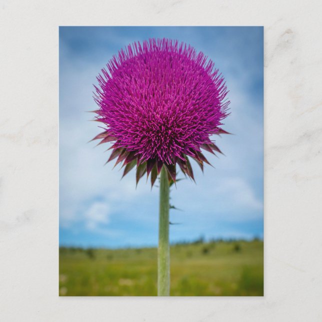 Carte postale Photo Musk Thistle (Devant)