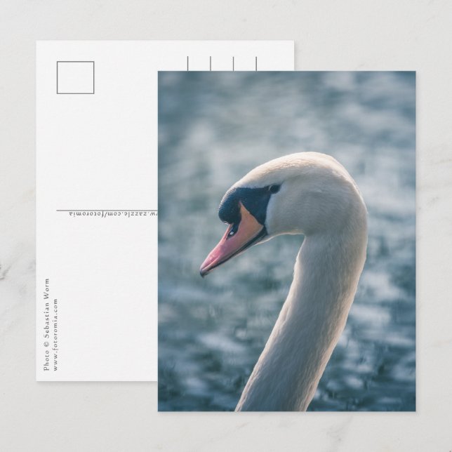 Carte Postale Photo Mute Swan Nature (Devant / Derrière)