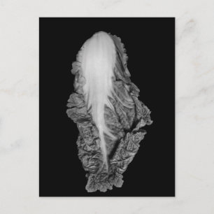 Carte Postale Photo Napa Cabbage Portrait