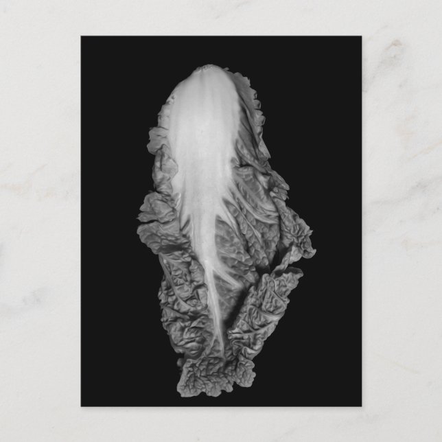 Carte Postale Photo Napa Cabbage Portrait (Devant)