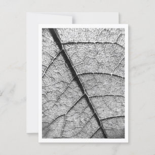Carte postale photo Nature Fine Art