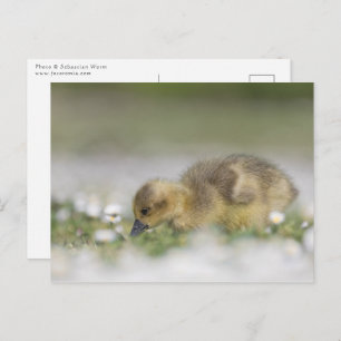 Carte Postale Photo nature gosling