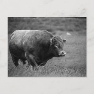 Carte Postale Photo noir et blanc d'un taureau