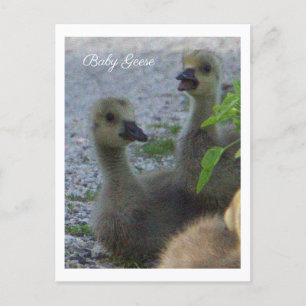 Carte postale Photo Oie-Bébé