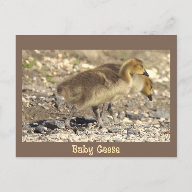 Carte postale Photo Oie-Bébé (Devant)