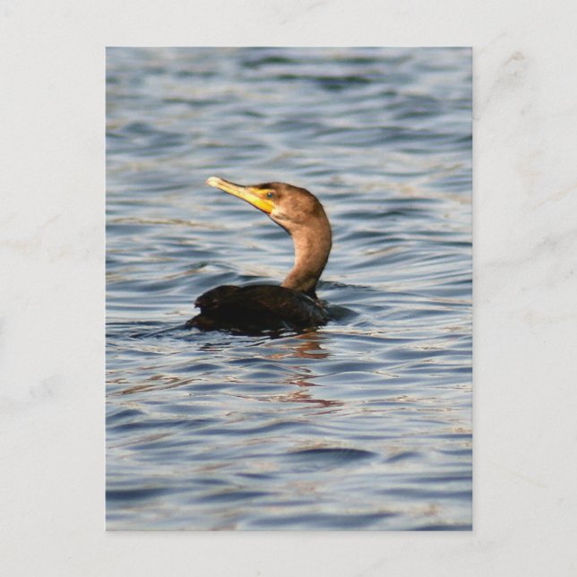 Carte postale Photo Oiseau Cormorant à deux pattes (Devant)