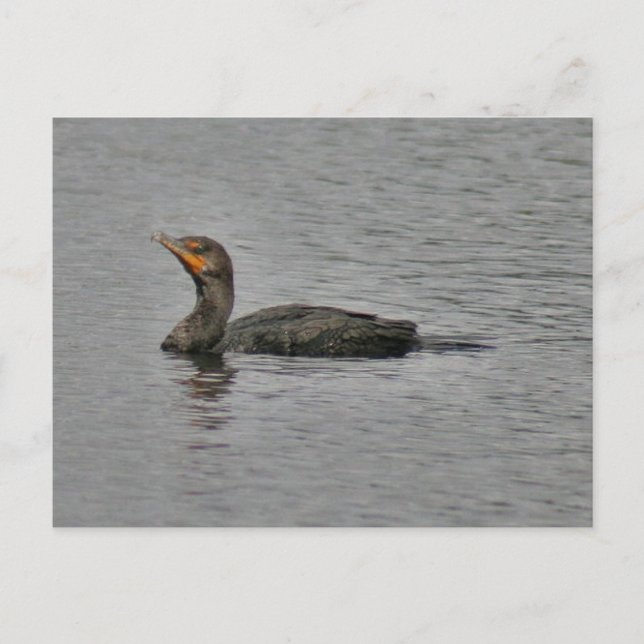 Carte postale Photo Oiseau Cormorant à deux pattes (Devant)