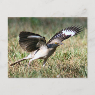 Carte postale Photo Oiseau de Mocking