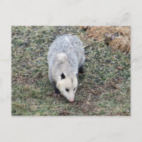 Photo Opossum