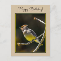Photo Original d'Oiseau Sauvage de Jaseur de Cèdre