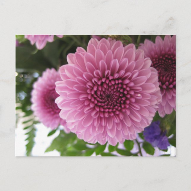 Carte Postale Photo originale macro florale de chrysanthème rose (Devant)
