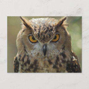 Carte postale photo Owl