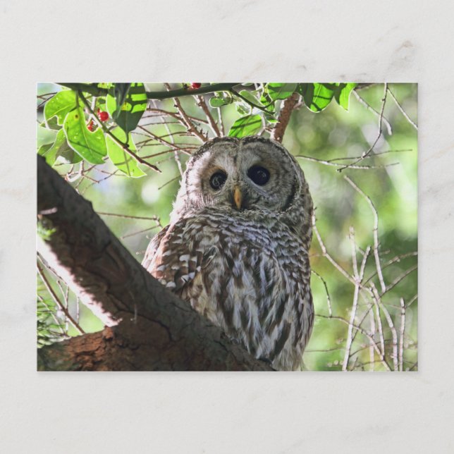 Carte Postale Photo Owl (Devant)