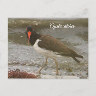 Carte postale photo Oystercatcher