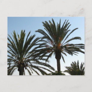 Carte postale photo Palm Trees