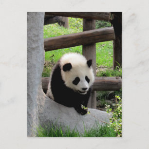 Carte Postale Photo Panda