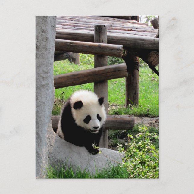 Carte Postale Photo Panda (Devant)