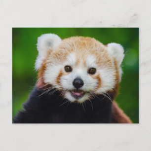 Carte postale Photo Panda Rouge Souriant
