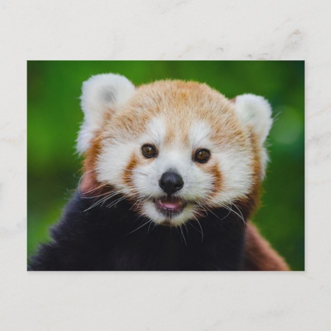 Carte postale Photo Panda Rouge Souriant (Devant)