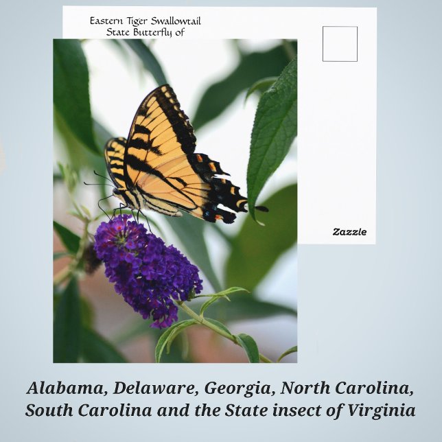 Carte Postale Photo Papillon de l'État de l'escargot du tigre or (Créateur téléchargé)