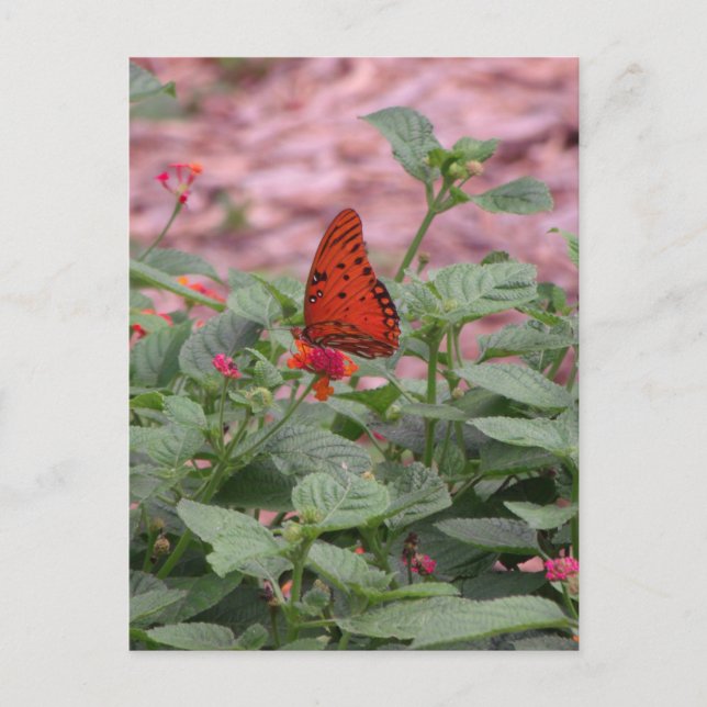 Carte postale Photo Papillon orange (Devant)