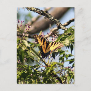 Carte postale Photo Papillon Tigre Jaune