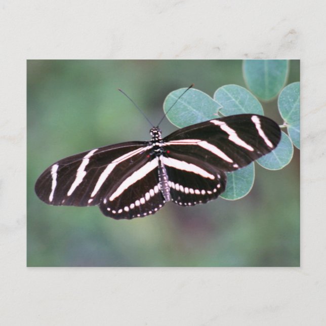 Carte postale Photo Papillon Zebra Longwing (Devant)