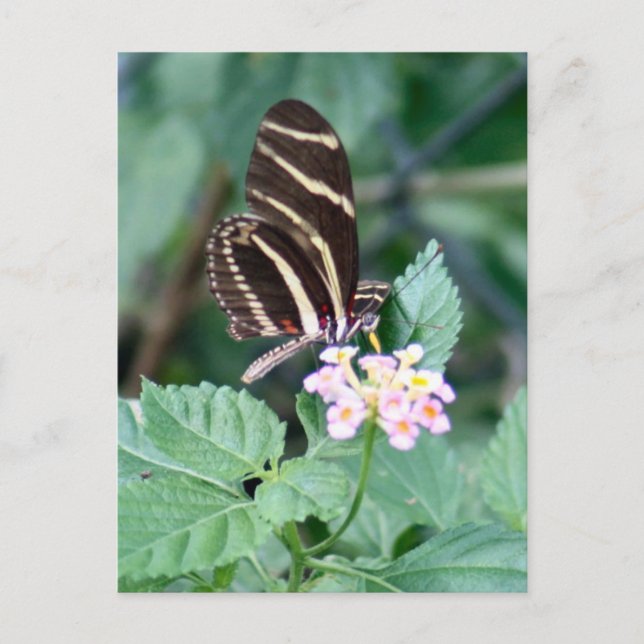 Carte postale Photo Papillon Zebra Longwing (Devant)