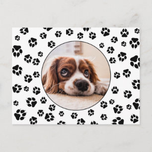 Carte Postale Photo Pawprints Puppy