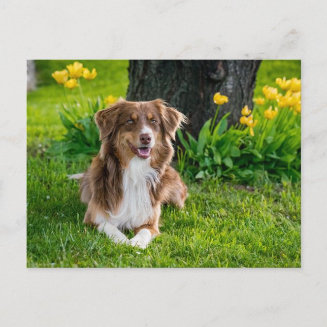 Carte Postale Photo personnalisée (Devant)