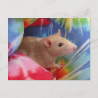 Carte postale photo personnalisée de raton Dumbo m