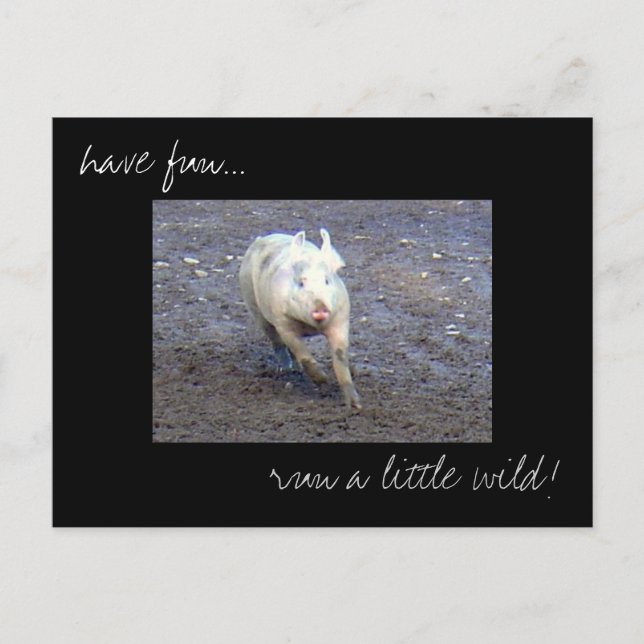 Carte postale photo 'Pig Run Wild' (Devant)